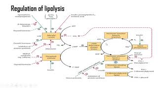 Lipolysis [upl. by Rior315]