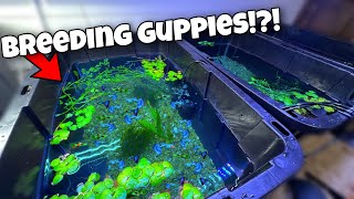 Guppy Breeding Farm Cheap DIY [upl. by Idnyc]