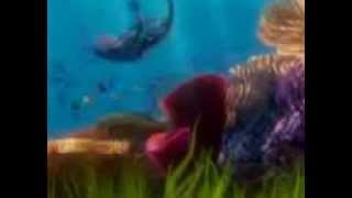 ciencias procurando nemo [upl. by Alimak603]