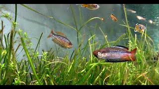 Australian Native Fish  Rhadinocentrus ornatus quotRhadquot flashing and displaying [upl. by Giusto]