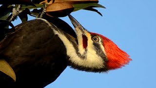 Pileated woodpecker call loud sounds as eating seeds [upl. by Naie]