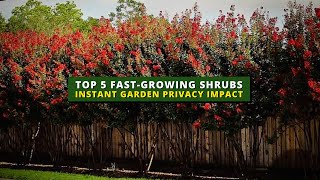 5 FastGrowing Shrubs for Instant Garden Privacy Impact 🌲🌳 [upl. by Franny]