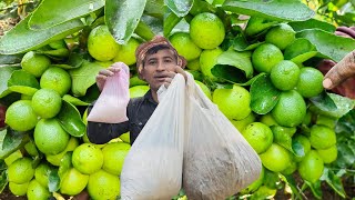 Combinación de abonos mas poderosos para que tu limonero cuaje todo el fruto [upl. by Ansela]