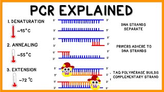 PCR Polymerase Chain Reaction Explained [upl. by Schaaff]