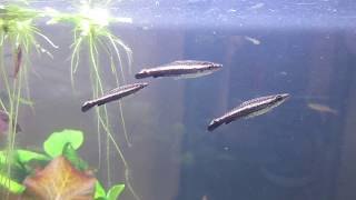 Nannostomus eques AKA the Brown or Diptail Pencilfish [upl. by Maris]