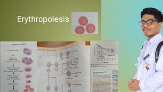 Erythropoiesis  Genesis of Erythropoiesis Stages of Erythropoiesis [upl. by Laurent]