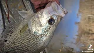 Slab Crappie on Santee [upl. by Odnalor]