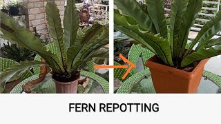 REPOTTING Huge Bird Nest Fern ASPLENIUM NIDUS [upl. by Vey76]