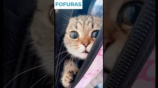 Fofuras cat gatos [upl. by Flanigan]