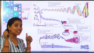 Histone proteins structure of DNA histone proteins [upl. by Pickar]