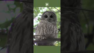 Barred Owl Call Attracts a Friend nature birding [upl. by Casmey]