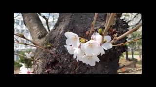 Cherry Blossom At Yeungnam University [upl. by Aribold487]