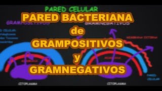 PARED BACTERIANA GRAMPOSITIVOS Y GRAMNEGATIVOS Tinción de Gram Biología [upl. by Pretrice]