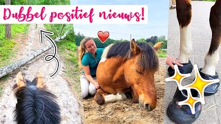 Positieve UPDATES vergunning  Zuske amp HOEFSCHOENEN aanmeten  felinehoi VLOG 446 [upl. by Caton]