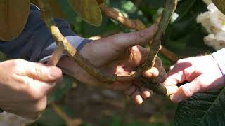 How to propagate a Rhododendron by layering [upl. by Stovall734]