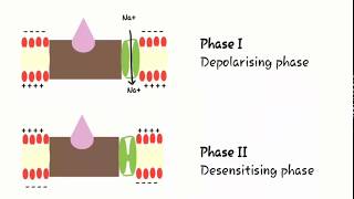 Mechanism of skeletal muscle relaxant OR Neuromuscular blocking agents [upl. by Notnil]