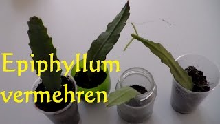 Kaktus Epiphyllum vermehren Ableger Steckling bewurzeln  Blattkaktus vermehren [upl. by Eirrac]