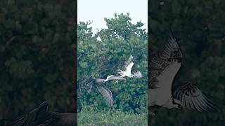 Crazy pelican steals fish from Osprey in mid air [upl. by Oleg]