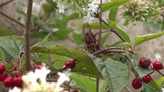 A Big European Hornet is Attacking and Killing a Bee [upl. by Yaj780]