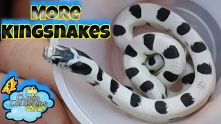 California kingsnakes are hatching My Snake Collection 2023 [upl. by Krissie]