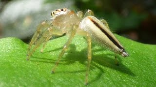 TwoStriped Jumper  Telamonia Dimidiata [upl. by Ethelin554]