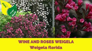 Wine and Roses Weigela  Weigela florida [upl. by Meakem]