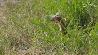 Longtailed Weasels Move Into a New Burrow [upl. by Natlus]