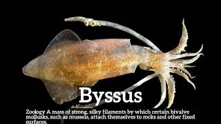 How to Say Byssus in English  How Does Byssus Look  What is Byssus [upl. by Maureene51]