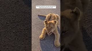 Man raised orphaned lion cub as pet🥰😘animals shorts short viralvideo love cute viralshorts [upl. by Osy51]