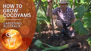 Cocoyams – grow propagate and harvest a warmclimate alternative to spuds  Gardening Australia [upl. by Zehe716]