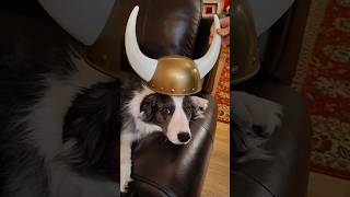 See Zoey the Border Collie as a Viking bordercollie [upl. by Ahto]