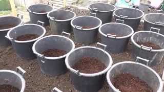 Allotment Diary  How I plant  grow my Container grown Potatoes [upl. by Eatton]