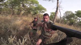 Mauser 98 Magnum  chasses aux phacos au Mozambique [upl. by Thirzia600]