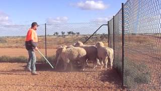 Casterton Sale Pup Mia [upl. by Hoopen590]