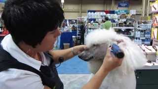 Poodle face grooming [upl. by February]