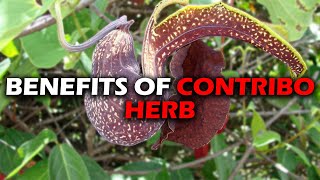 BENEFITS OF CONTRIBO HERB I DUCK FLOWER I ARISTOLACHIA TRILOBATAS [upl. by Ynnub]