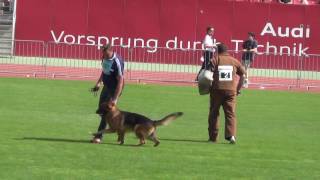 BSZS2016  TSB Yuri vom OsterbergerLand [upl. by Dodwell]