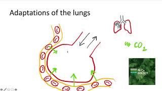 The Adaptations of the Lungs [upl. by Yonatan]