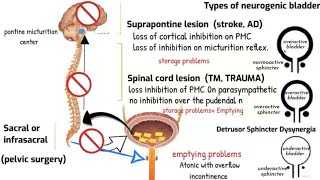 Neurogenic bladder and Micturition reflex [upl. by Yddor]