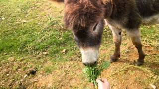 Riding a Donkey in Peru [upl. by Merete]