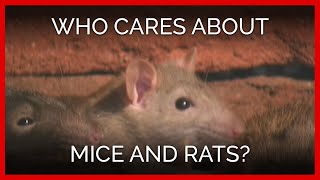 Who Cares About Mice and Rats [upl. by Humbert]