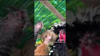 gallinas bailando ♥️ [upl. by Eidnac]