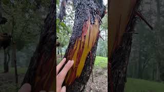 Madrone Trees Are Amazing [upl. by Lindley26]