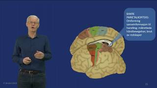 34 Motoriske områder i hjernebarken [upl. by Araz]