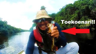 Peacock Bass Trip Toekoenari [upl. by Bordiuk]