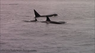 52724 Orca  Killer Whales [upl. by Anertal353]