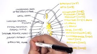 Anatomy  Cranial Nerves and the Skull [upl. by Airamat607]