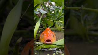 Amazing red color fish catching by teta fishing realfishing fish [upl. by Gahl]