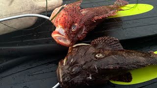 sculpin catch and cook San Diego spear fishing [upl. by Aihseuqal768]