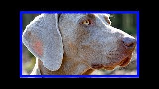 Weimaraner erziehen Darauf sollten Sie achten [upl. by Fidel]